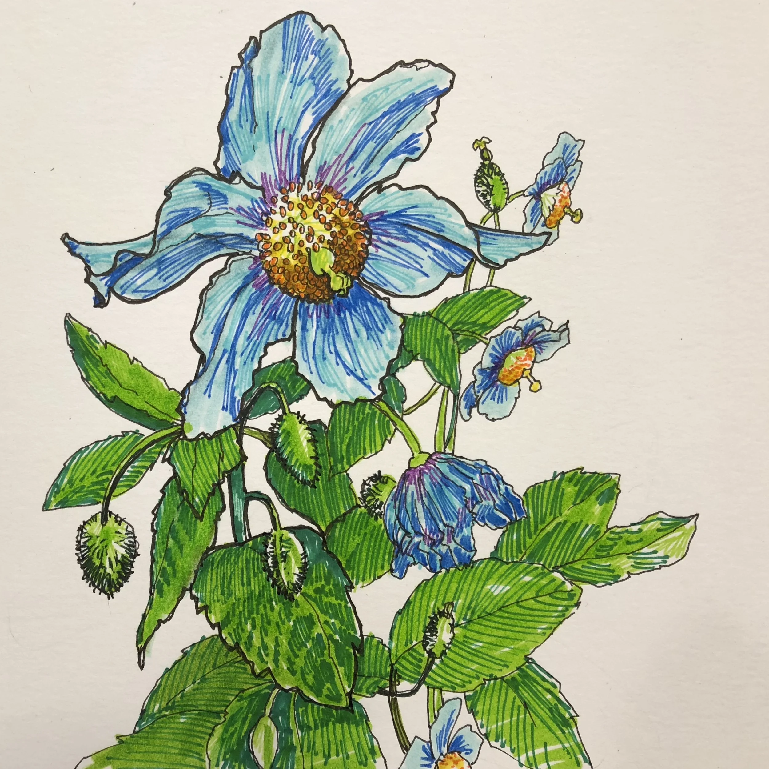 Blue Poppies in Butchart - INKTOBER DAY 25