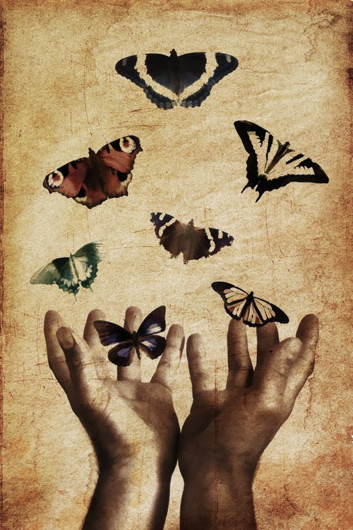 butterfly hand image.jpeg