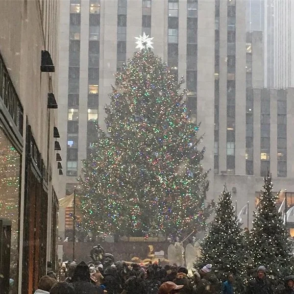 rockcentertree.jpg