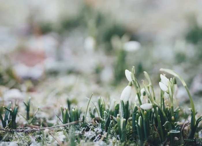 deVivre Concierge Calendar: March