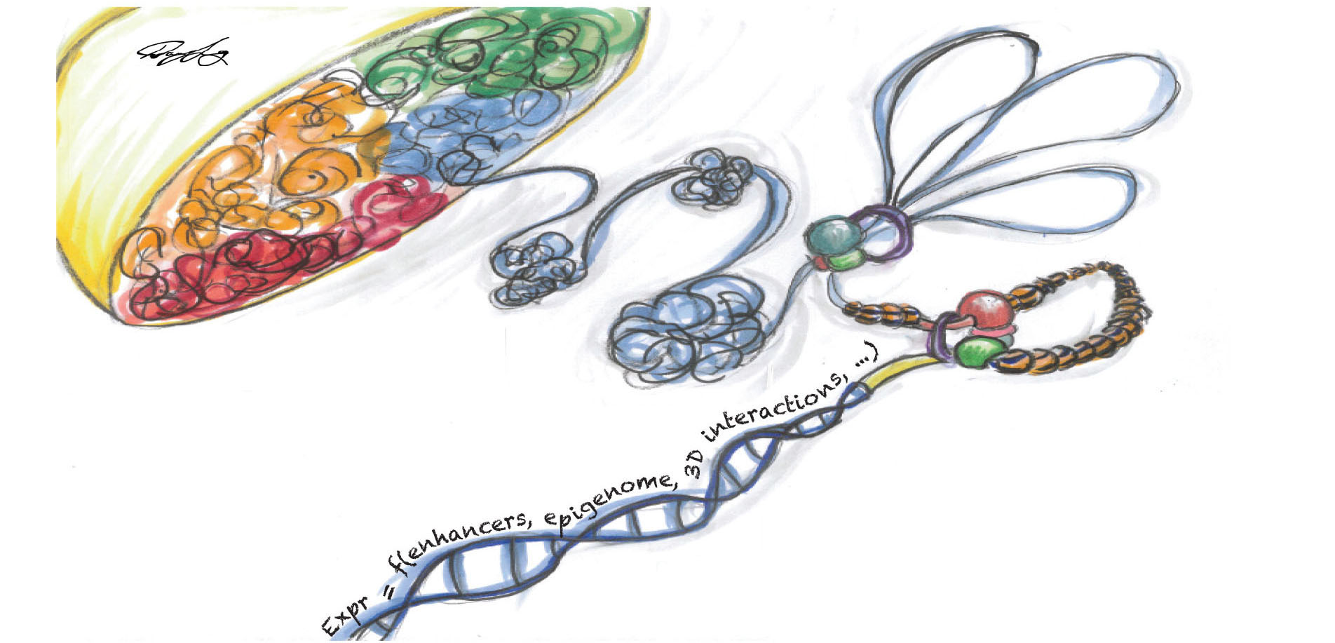 Towards a predictive understanding of genome function. Art: Danny Leung