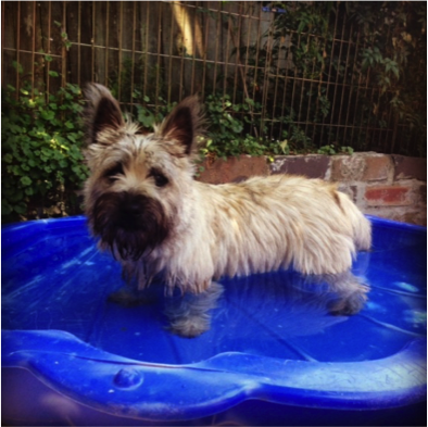 Albert has the right idea cooling off his pads! 