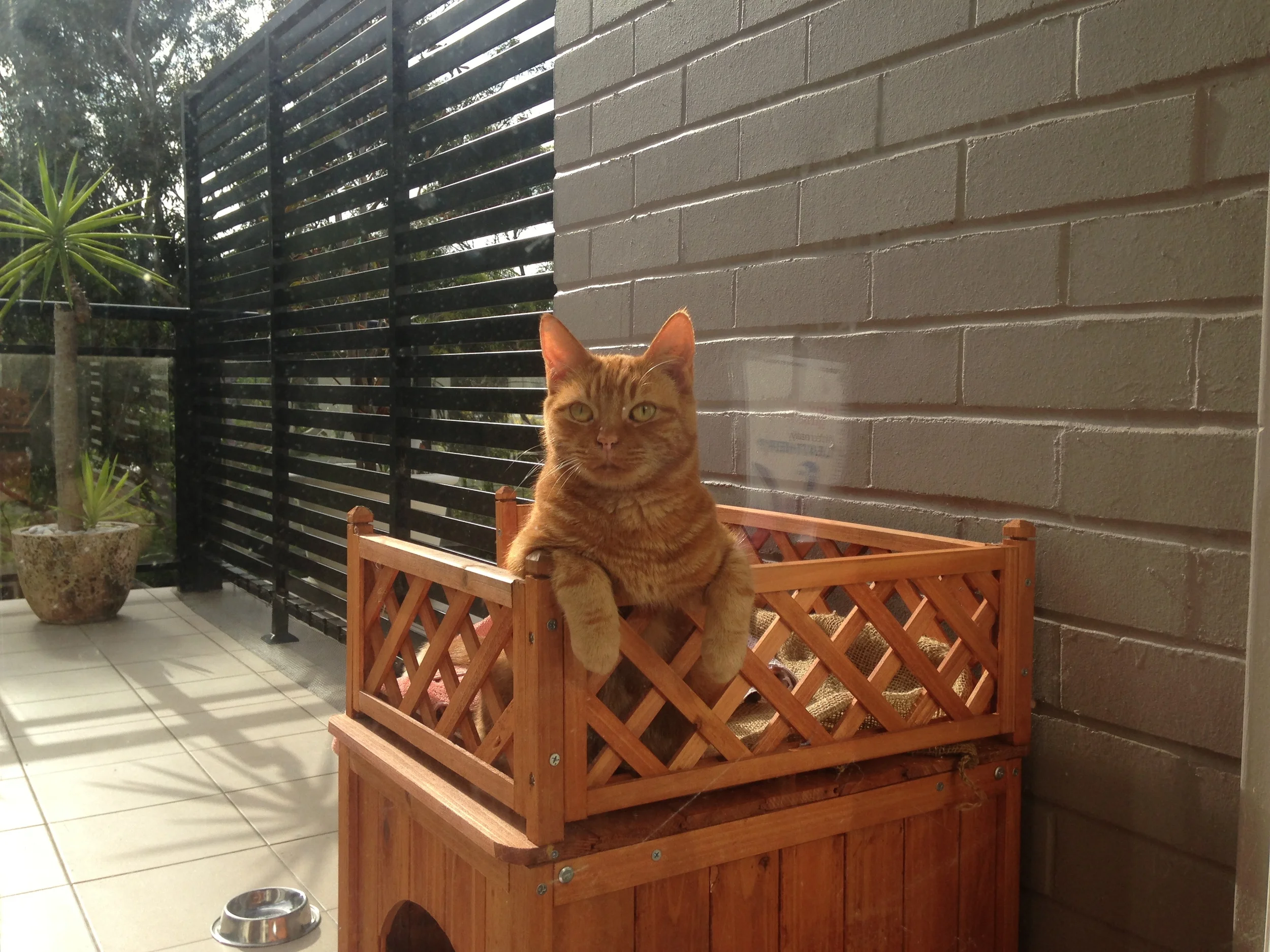 Testimonial to past pets GINGER 2.jpeg