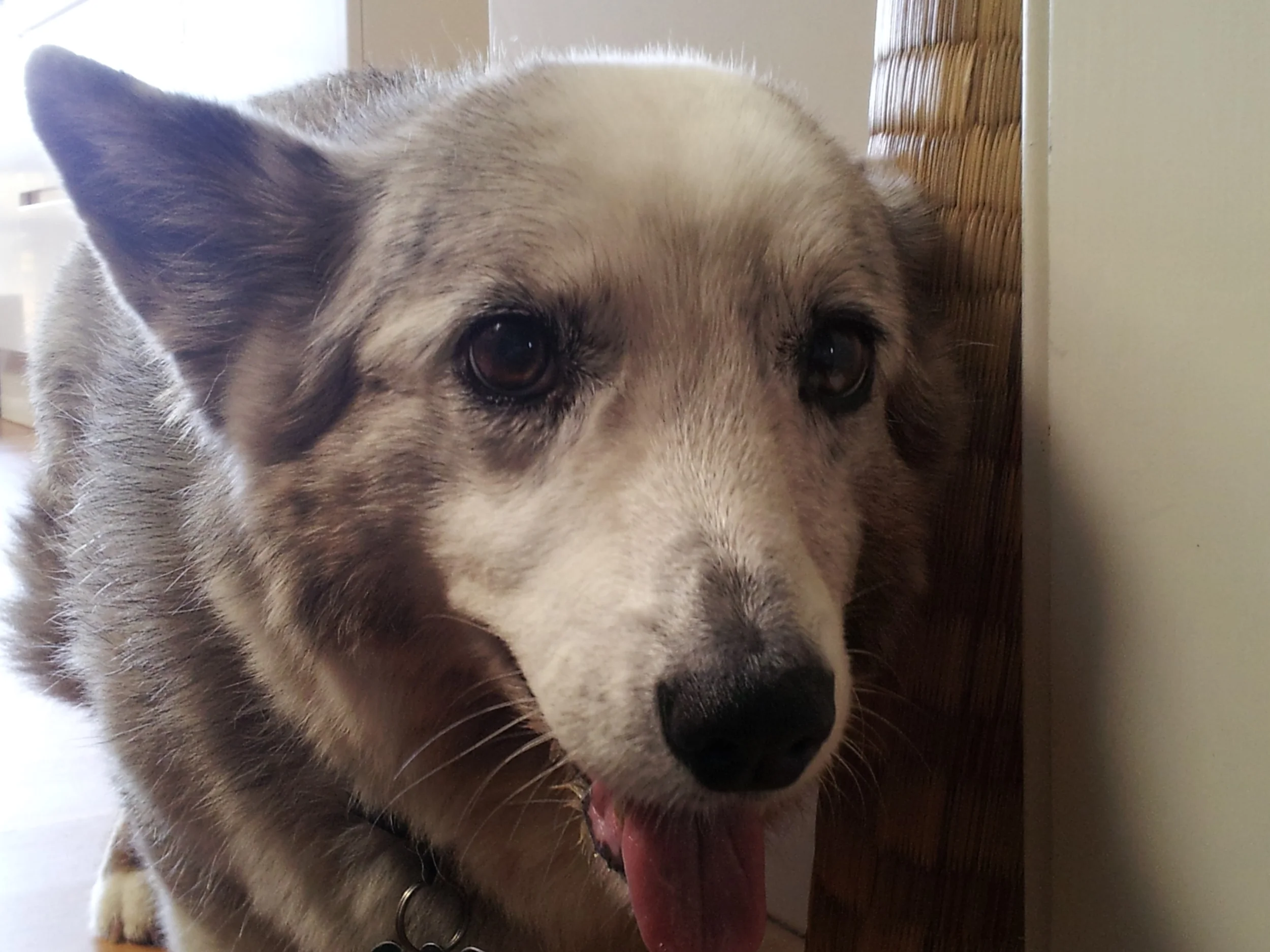Testimonial to past pets DOLLY.jpg