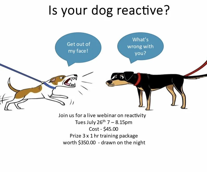 Should You Let Your Dog Out At Night