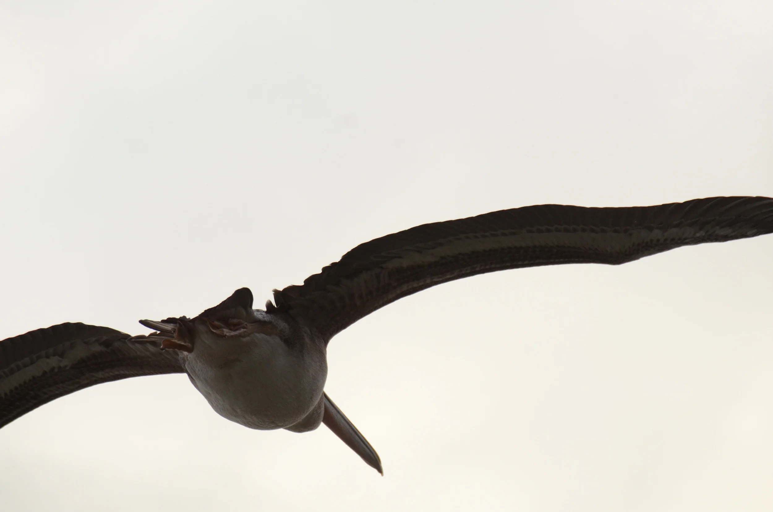 bird feet and beak.jpg