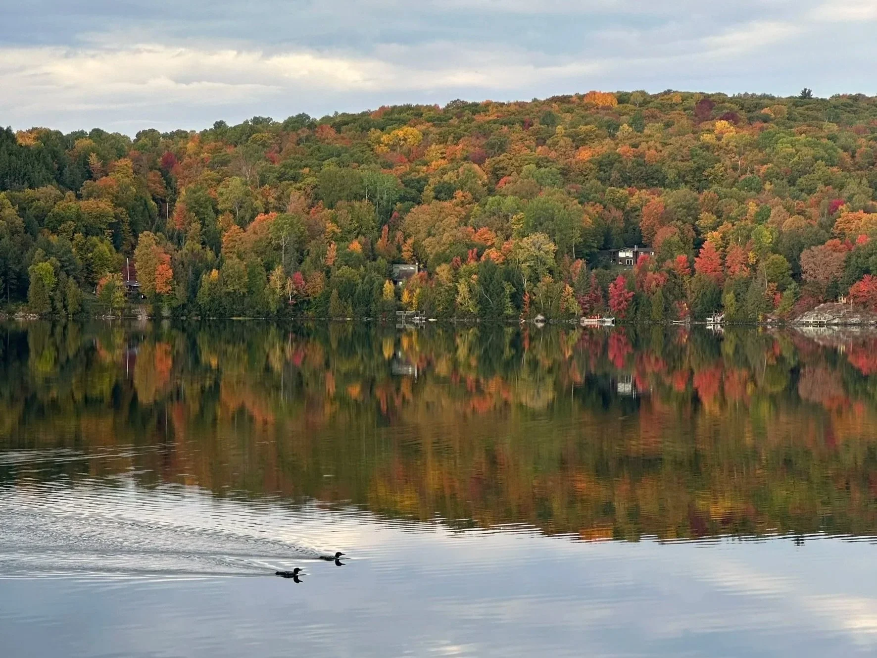 A peaceful lake with a reflection of a colorful autumn forest on the water, two ducks swimming, and houses on the hillside.