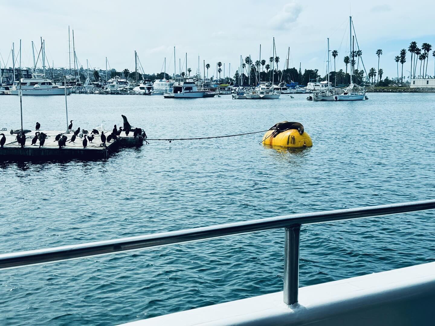 San Diego, you were dreamy as ever - thank you and @theoldglobe for an excellent two weeks.

#missionbaysandiego #lajollabeach #travelingdesigner #whalewatching