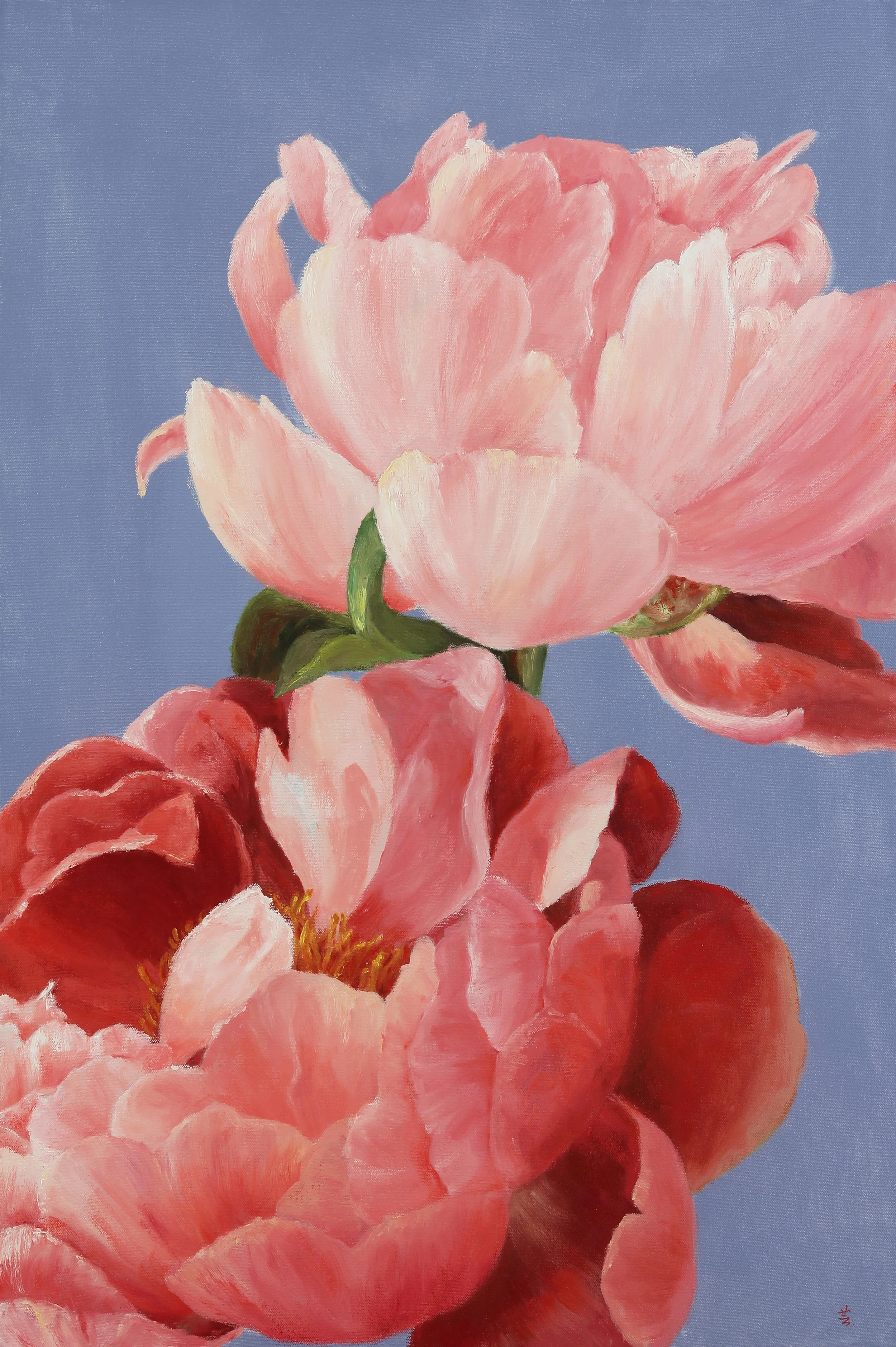 Two Peonies, 36"x24", oil on canvas, 2015