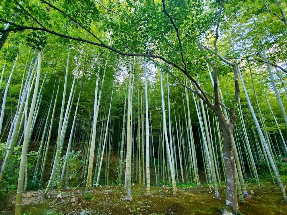 Arashiyama Bamboo Forest, Kyoto.
