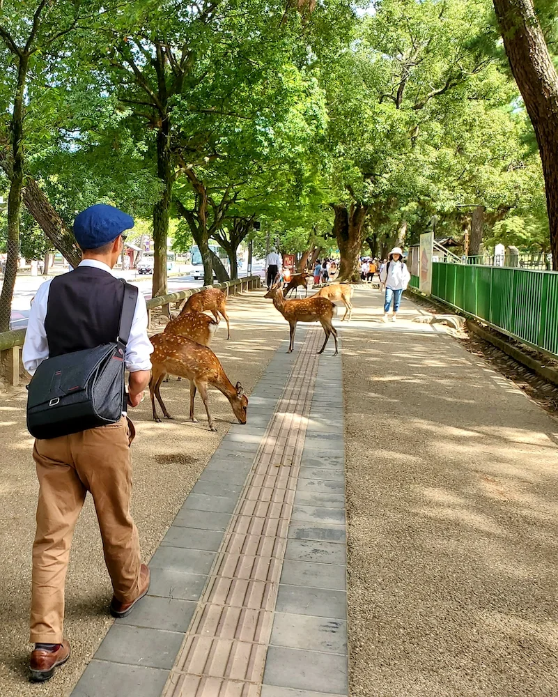 Richard walking into a gang of deer on the streets of Nara.