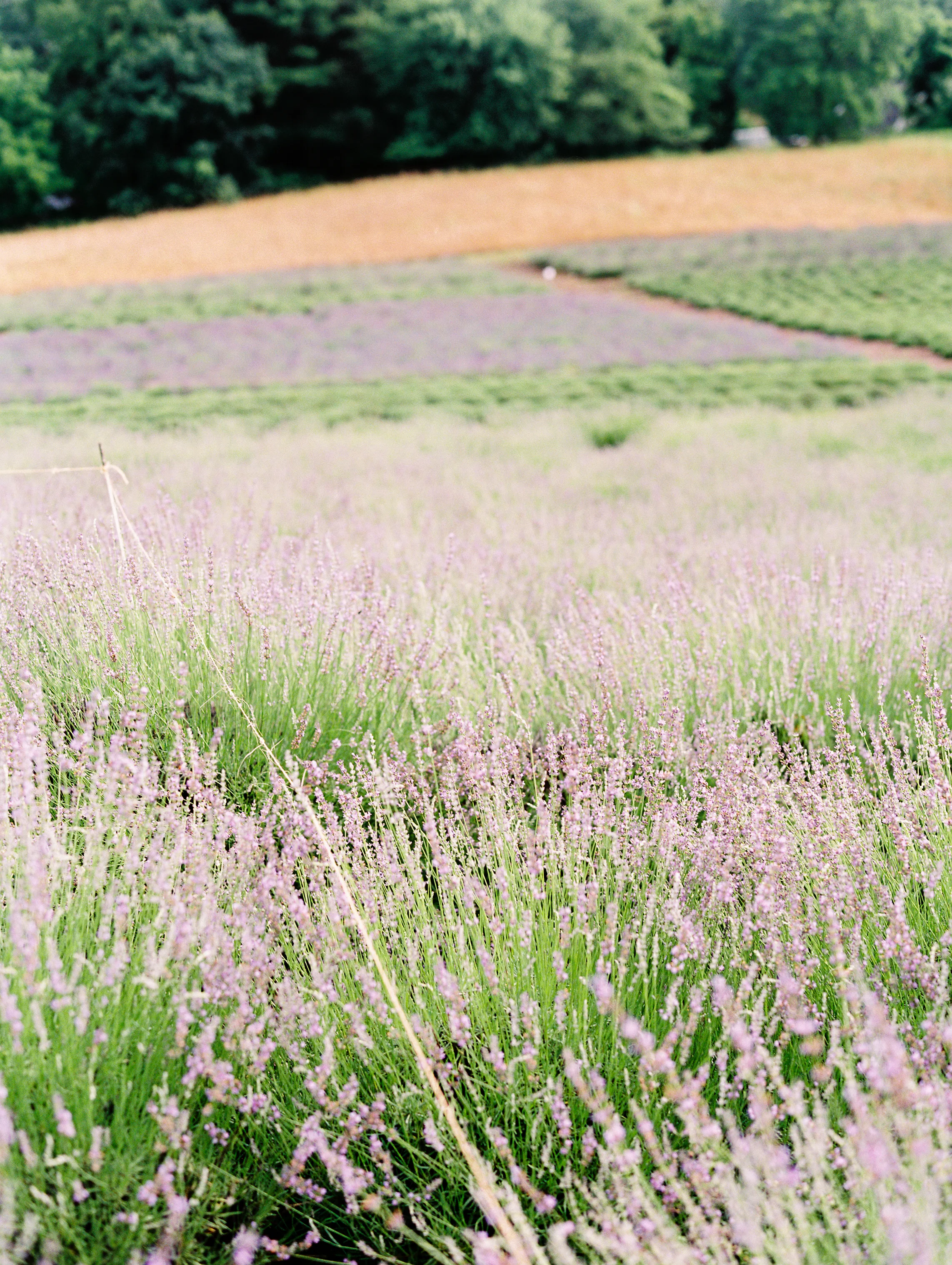 Kerri+Austin+Lavender+Field+Engagement-31.jpg