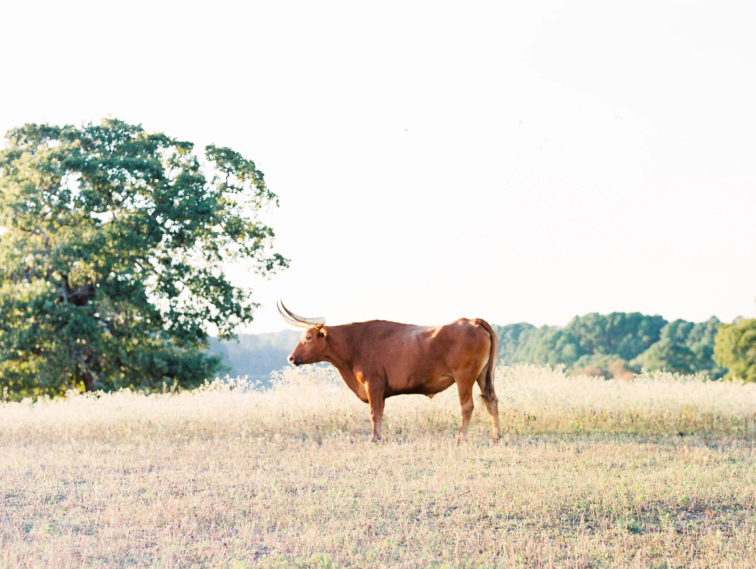 Lauren+John+Engaged+TX-73.jpg