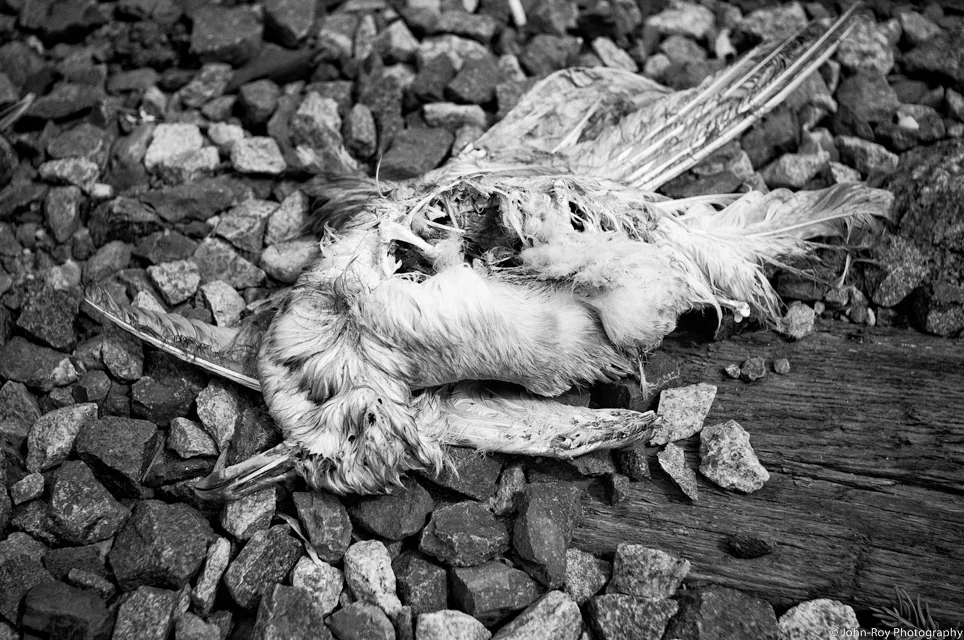 John_Roy_130818_4348-Edit.jpg
