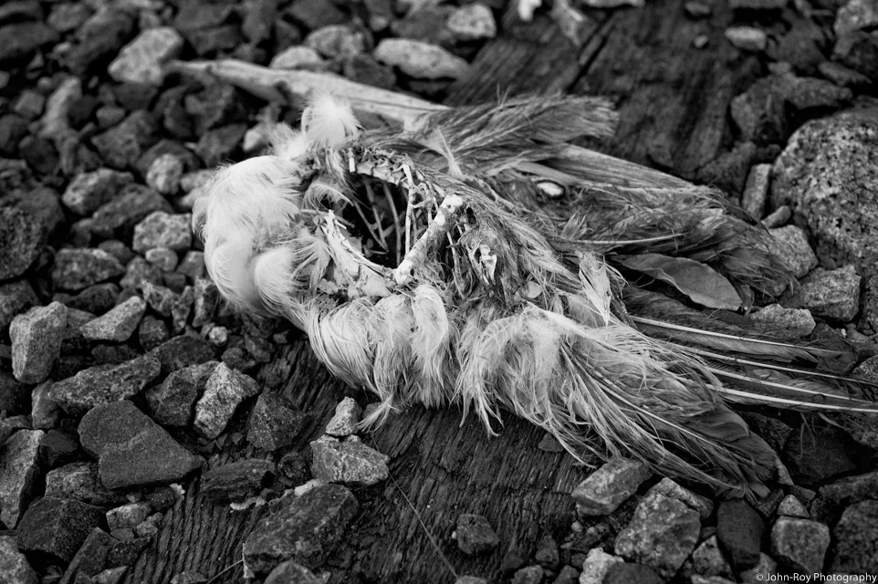 John_Roy_131021_4705-Edit.jpg