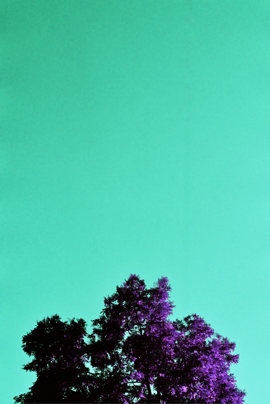 ---_0038.jpg