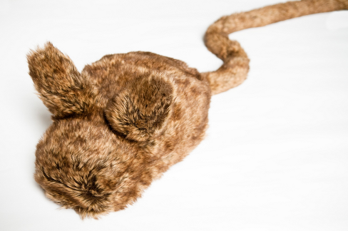 The Haptic Creature robot. (Photo: Martin Dee)