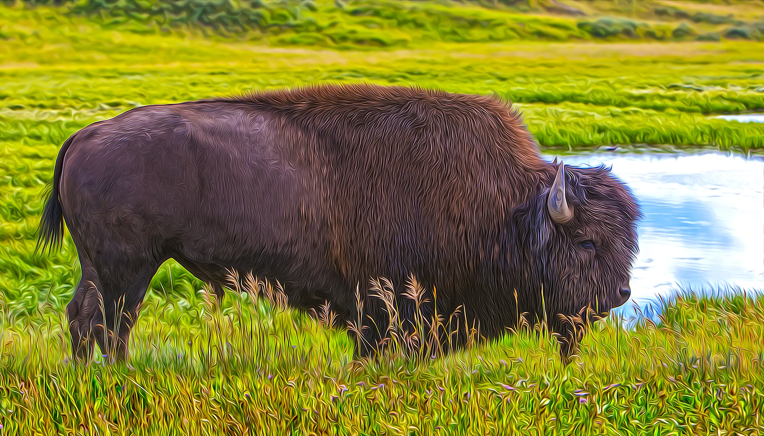 Yellowstone Buffalo