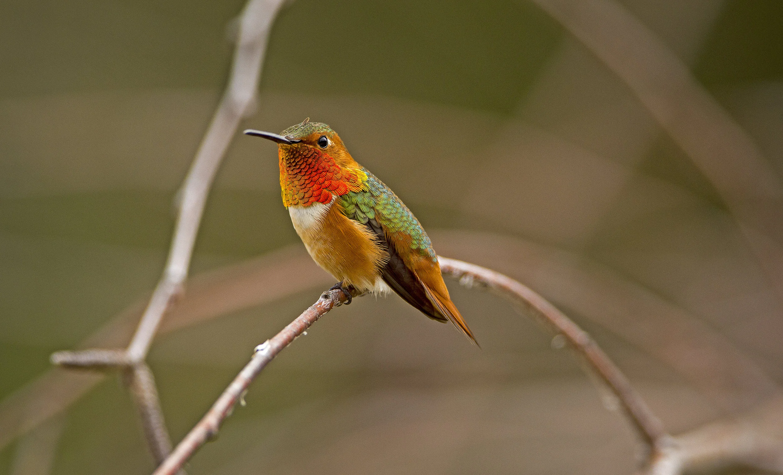 Allen's hummingbird