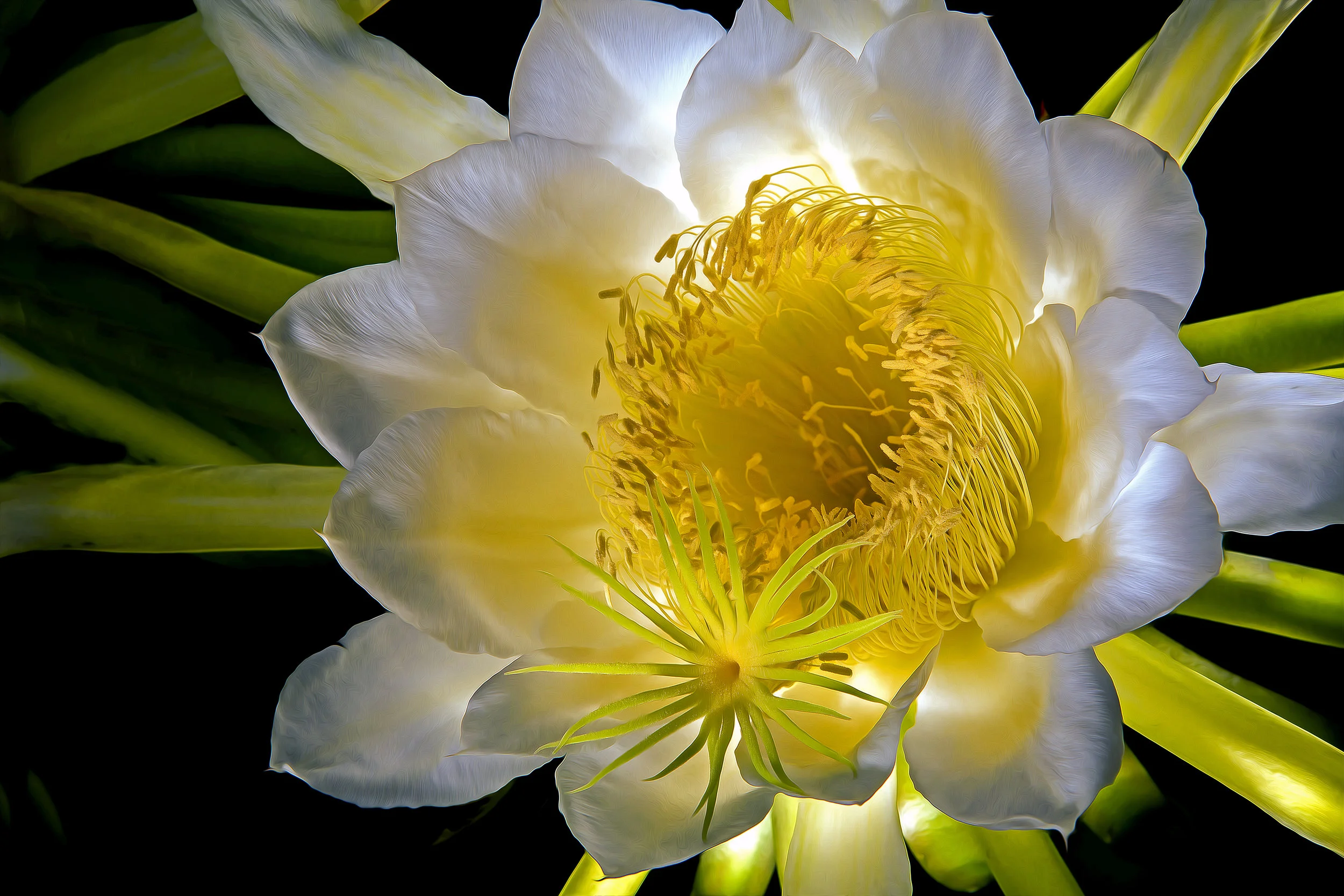 Night Blooming Cereus