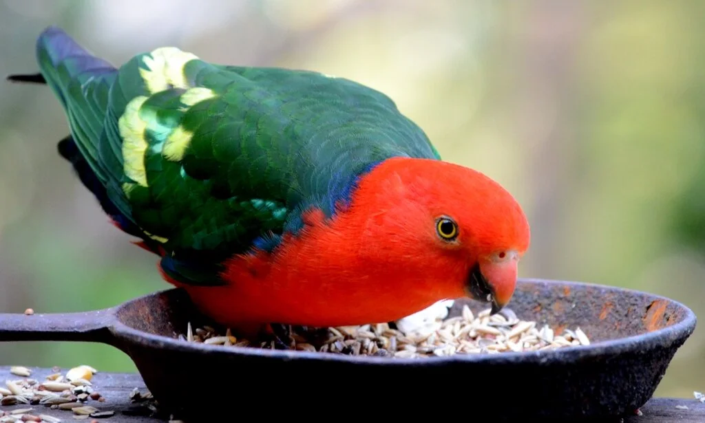 B110: King Parrott at Dangar Island