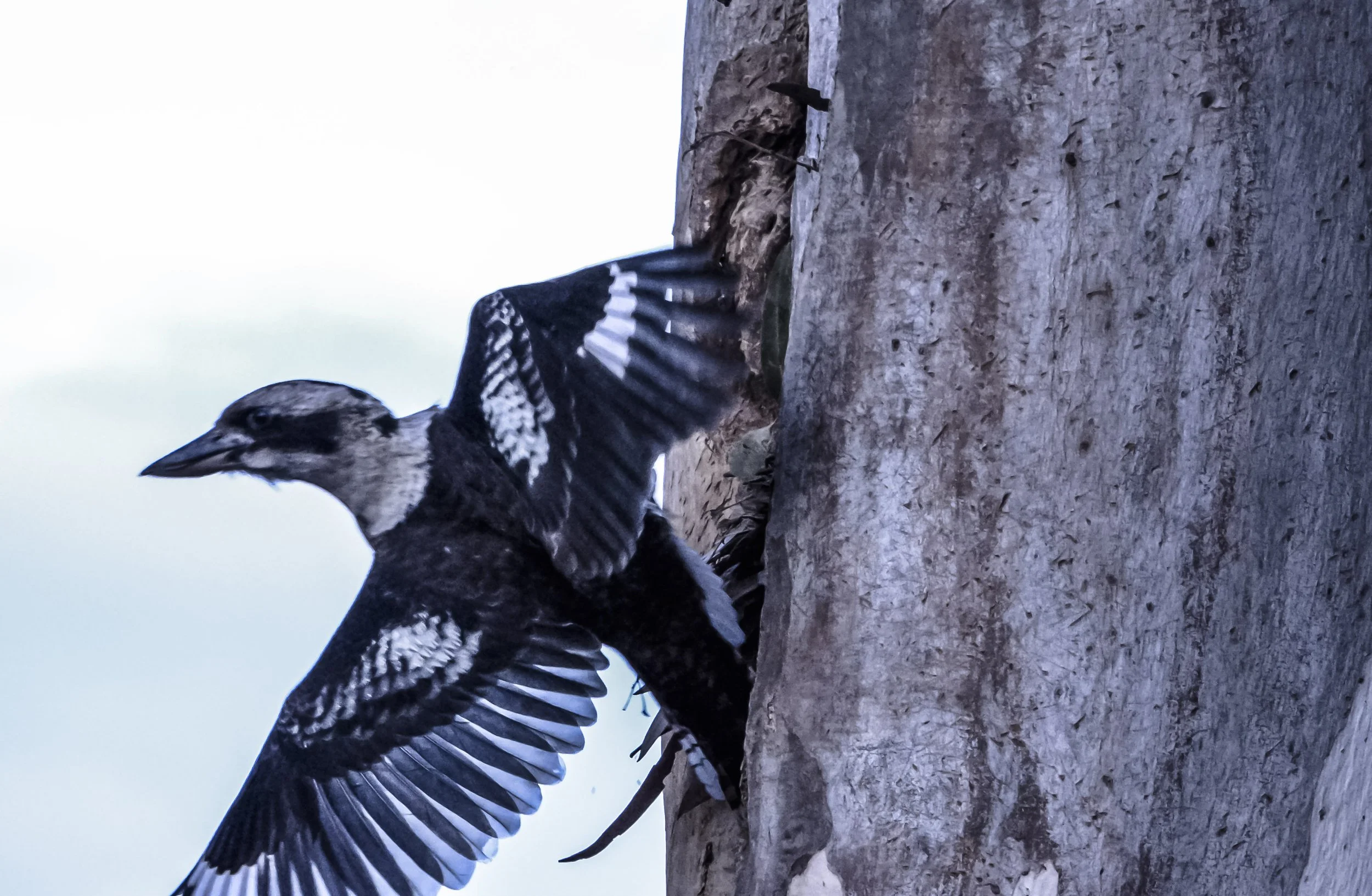 B115: Australian kookaburra attacking possum nest