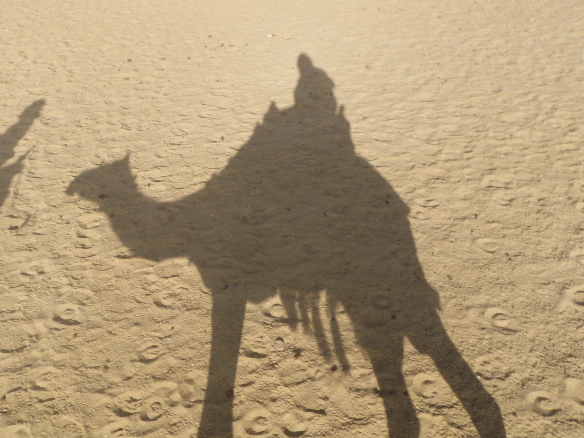 The camel is your friend in the blazing sun