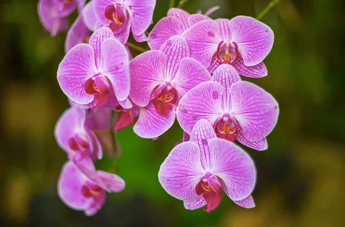 ORCHID.jpeg