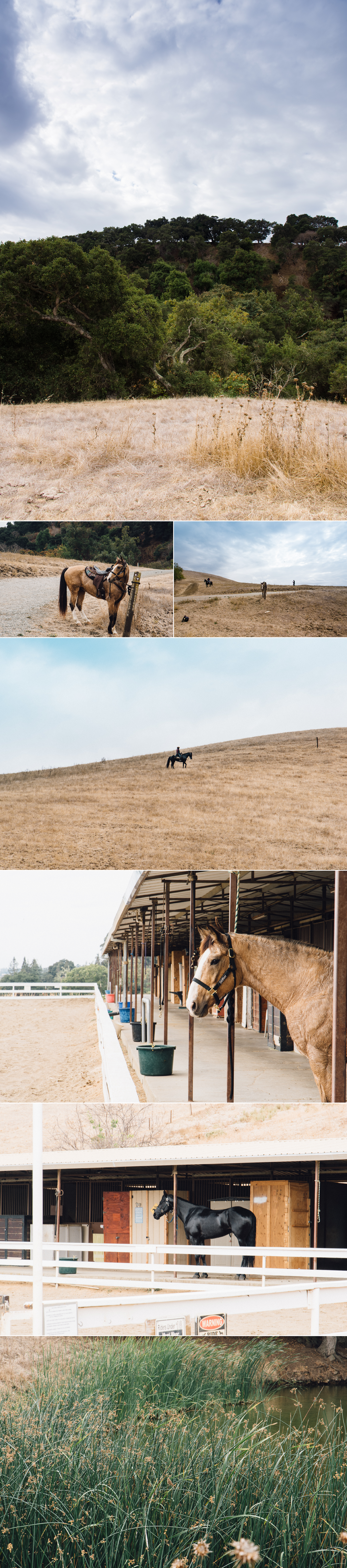 Horse and Drone-0830.png