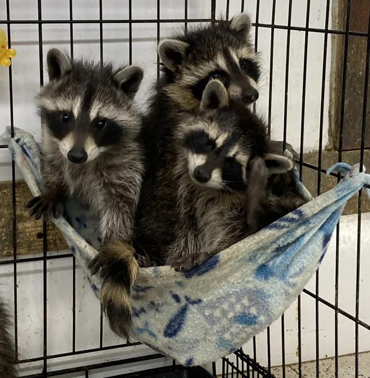 Paws Critter Crossing