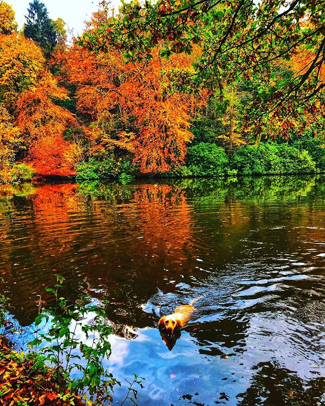 Autumn is upon us! 🍂 such beautiful colours just 5 mins drive from our camp site #dimmingsdale