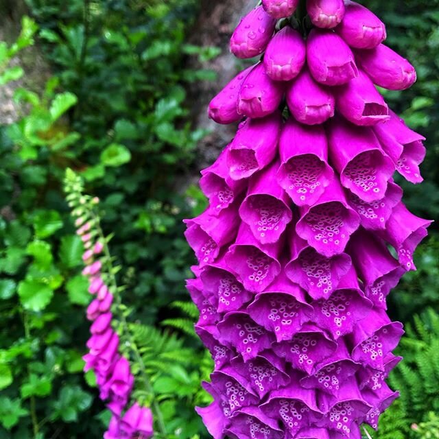 Foxgloves lining one of my absolutely favourite local walks 😍😍😍😍