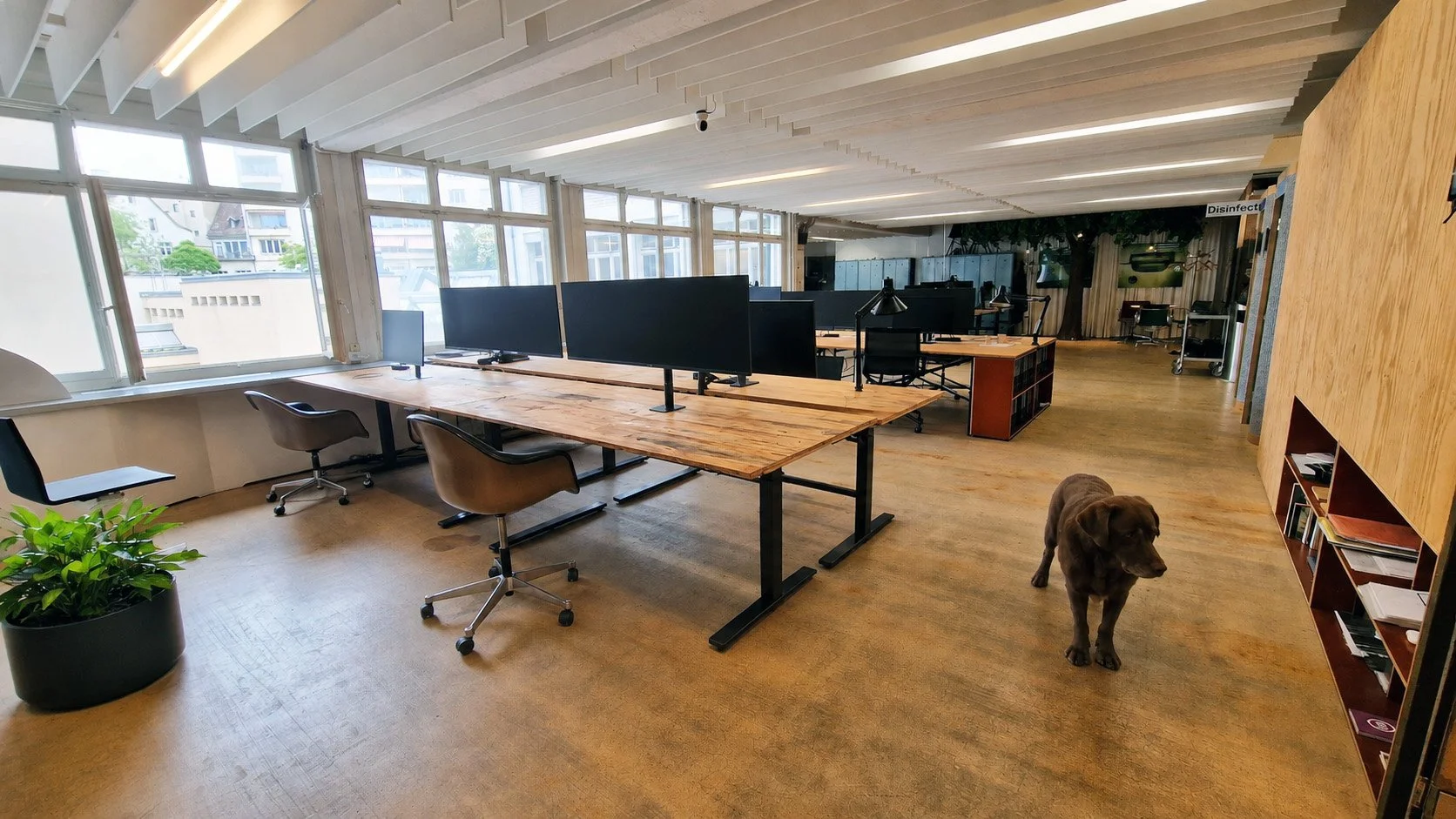 Hundefreundlicher Coworking Space in Basel mit offenen Arbeitsplätzen, Monitorarbeitsplätzen, Tageslicht und entspannter Arbeitsatmosphäre.