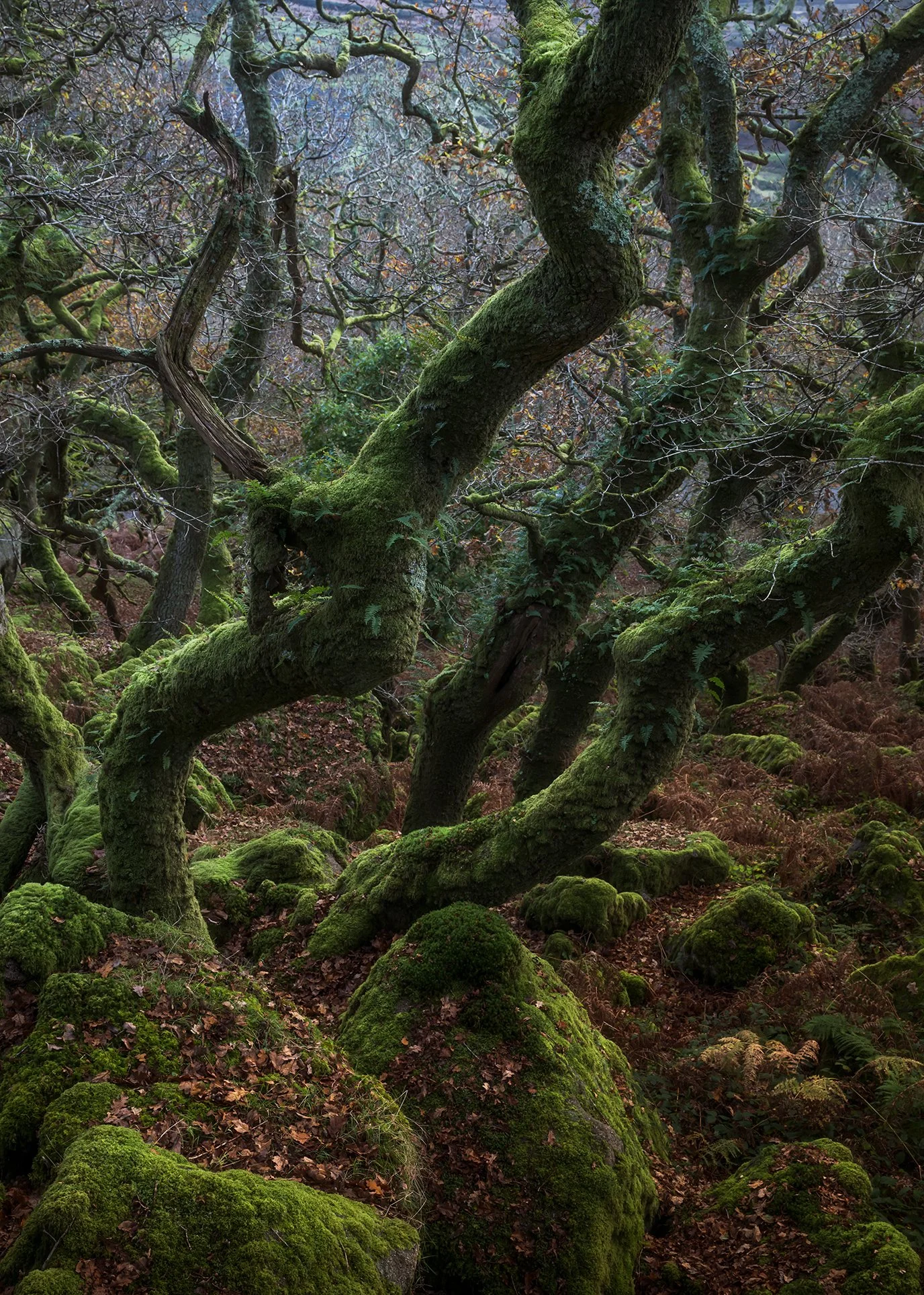 DSC_3106-Edit.jpg