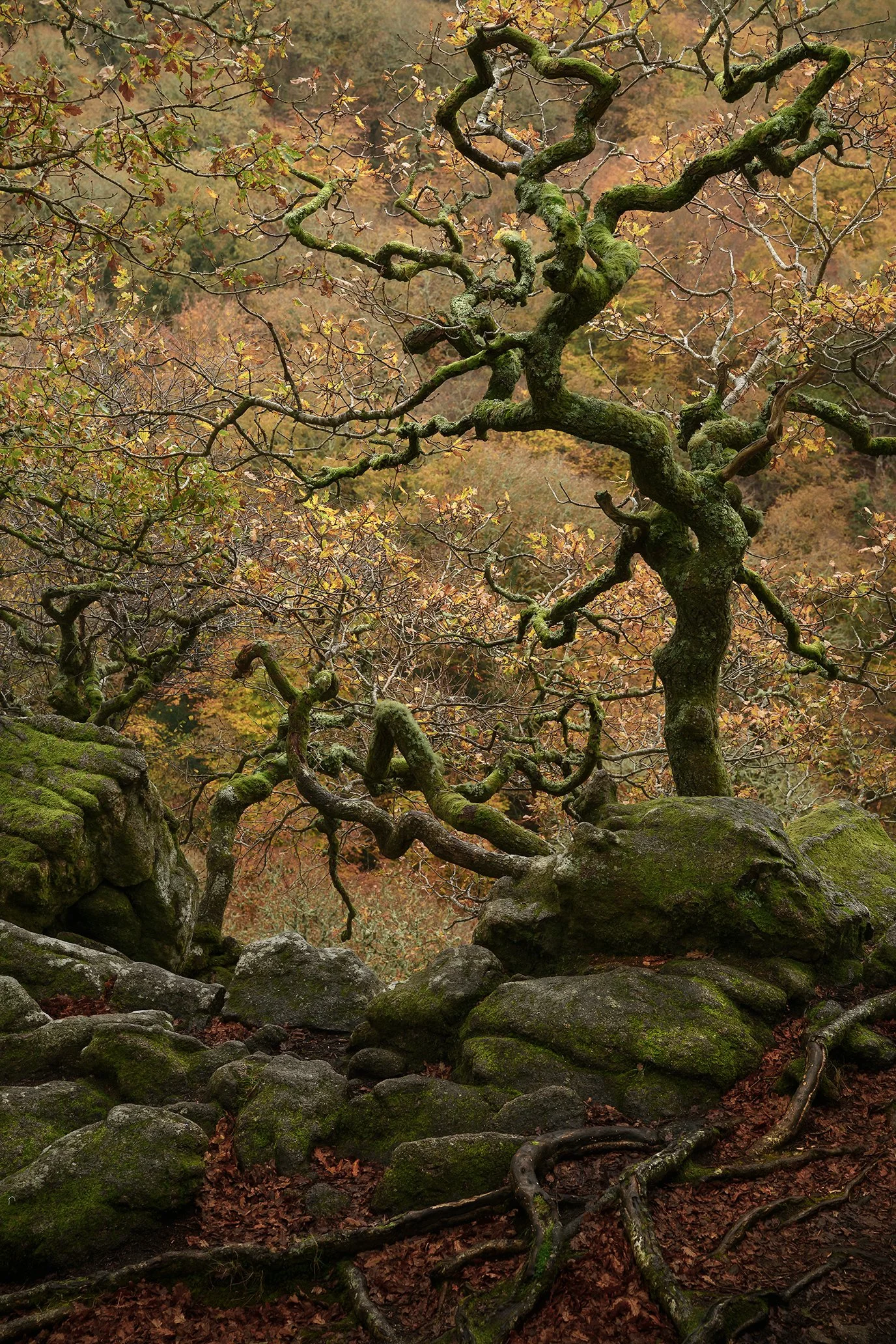 DSC_2329-Edit.jpg
