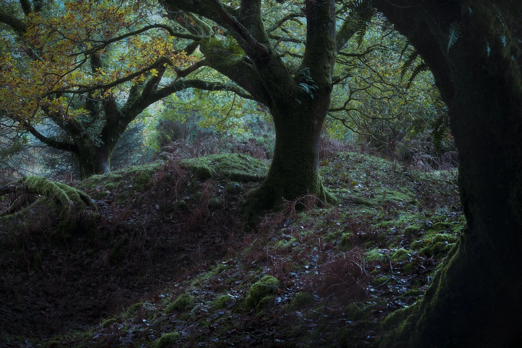 UNDER A PALE MOON LR.jpg