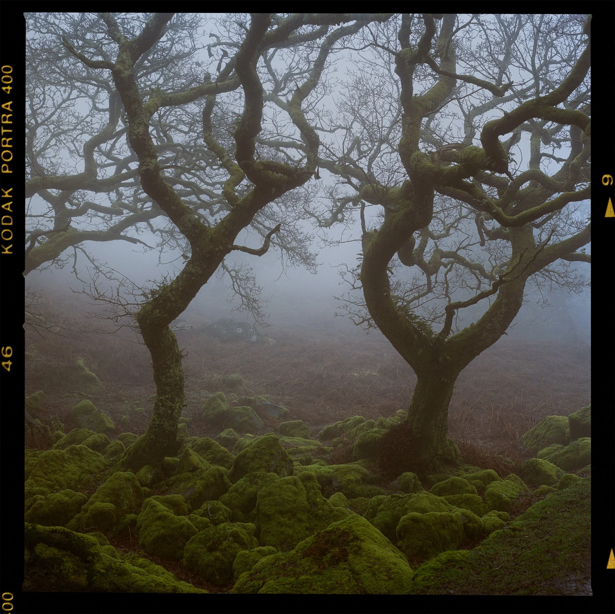 Portra 400 woodland 8.jpg