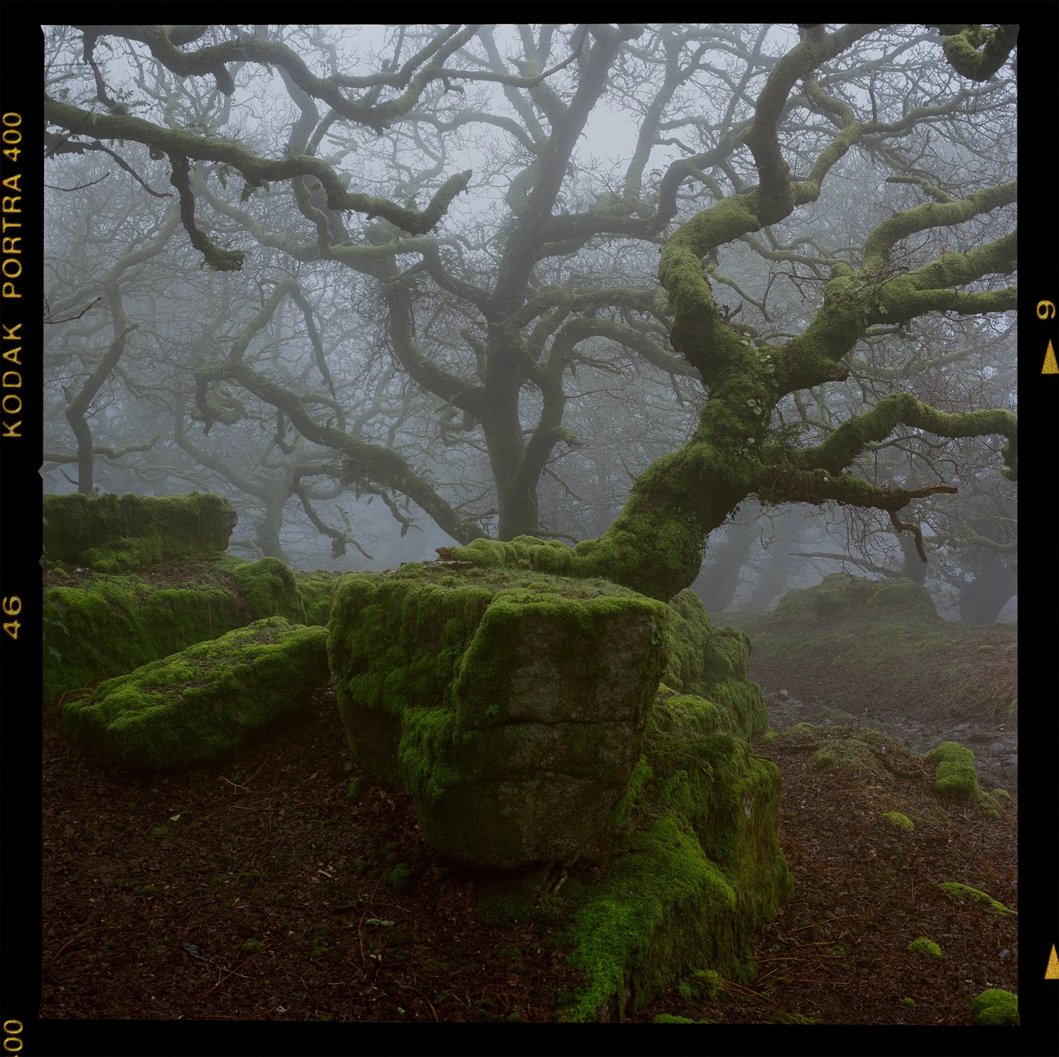 Portra 400 woodland 7.jpg