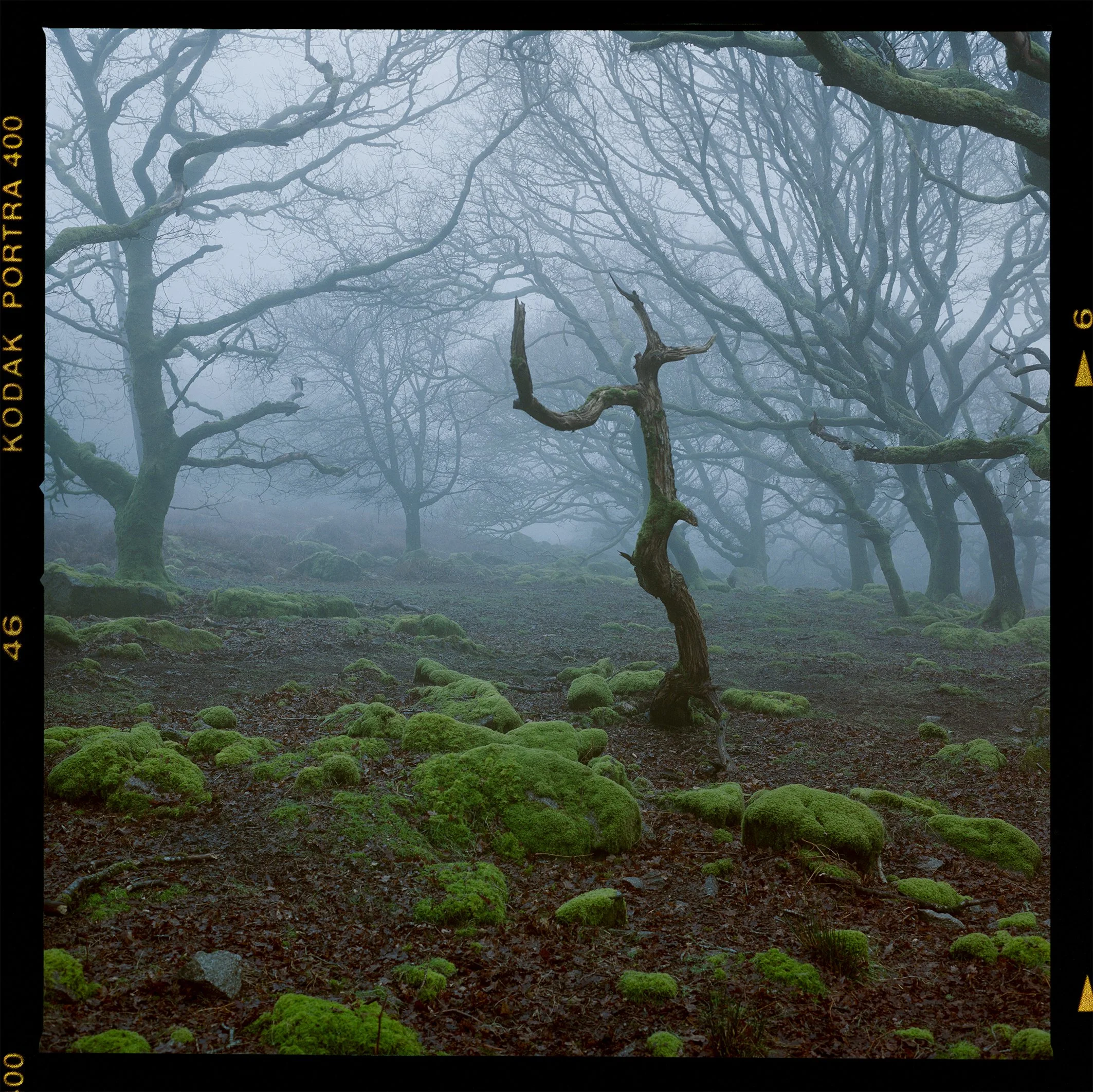 Portra 400 woodland 5.jpg