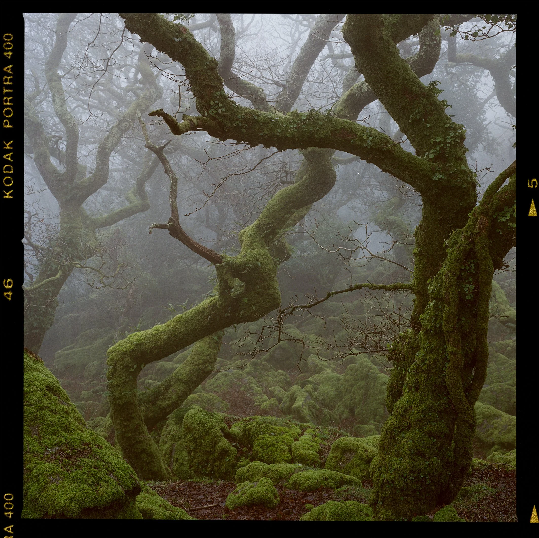 Portra 400 woodland 4.jpg
