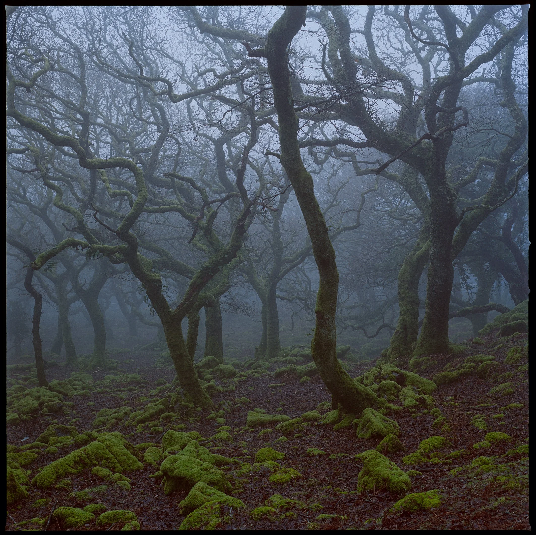 Portra 400 woodland 3.jpg