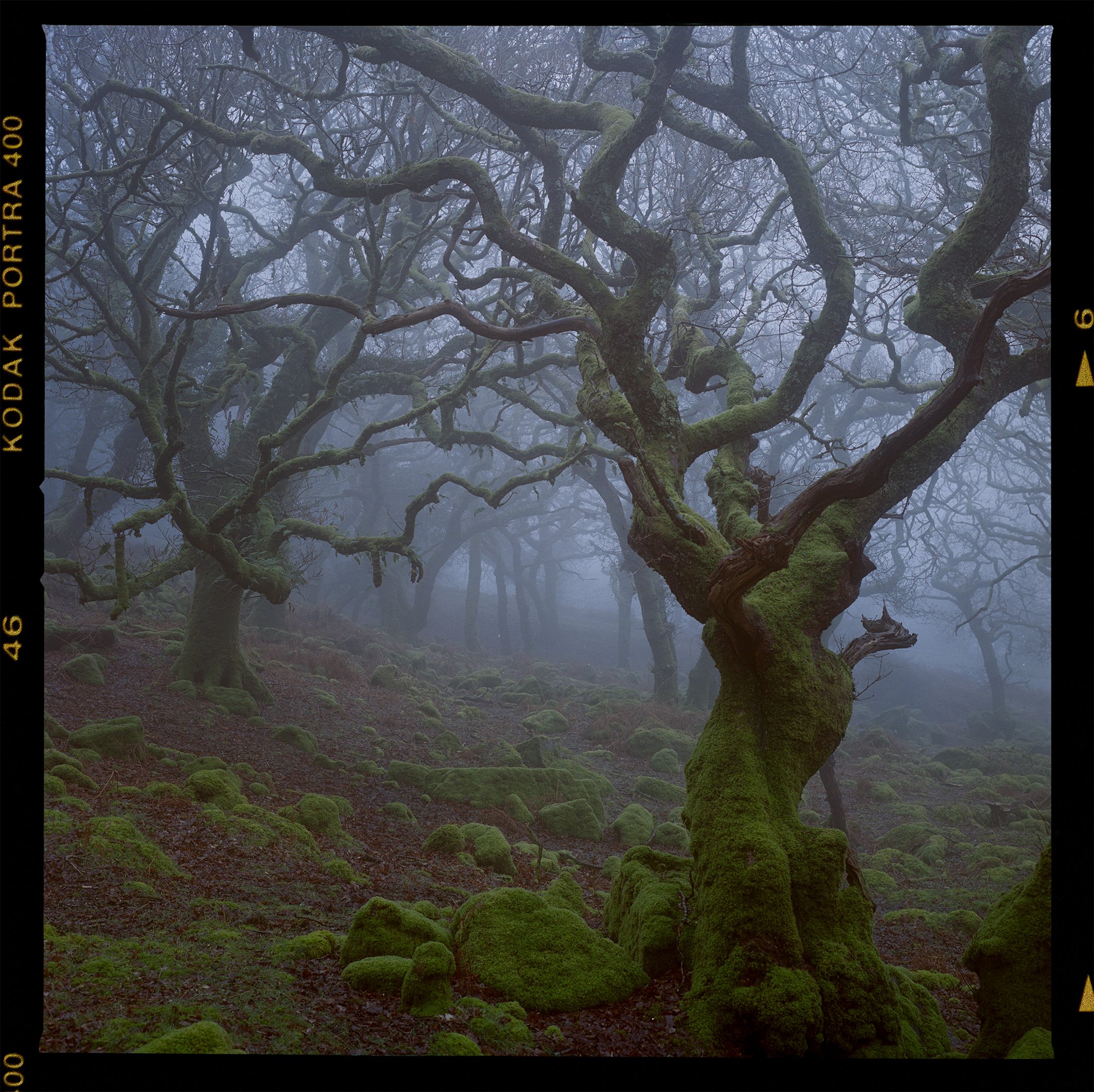 Portra 400 woodland 2.jpg