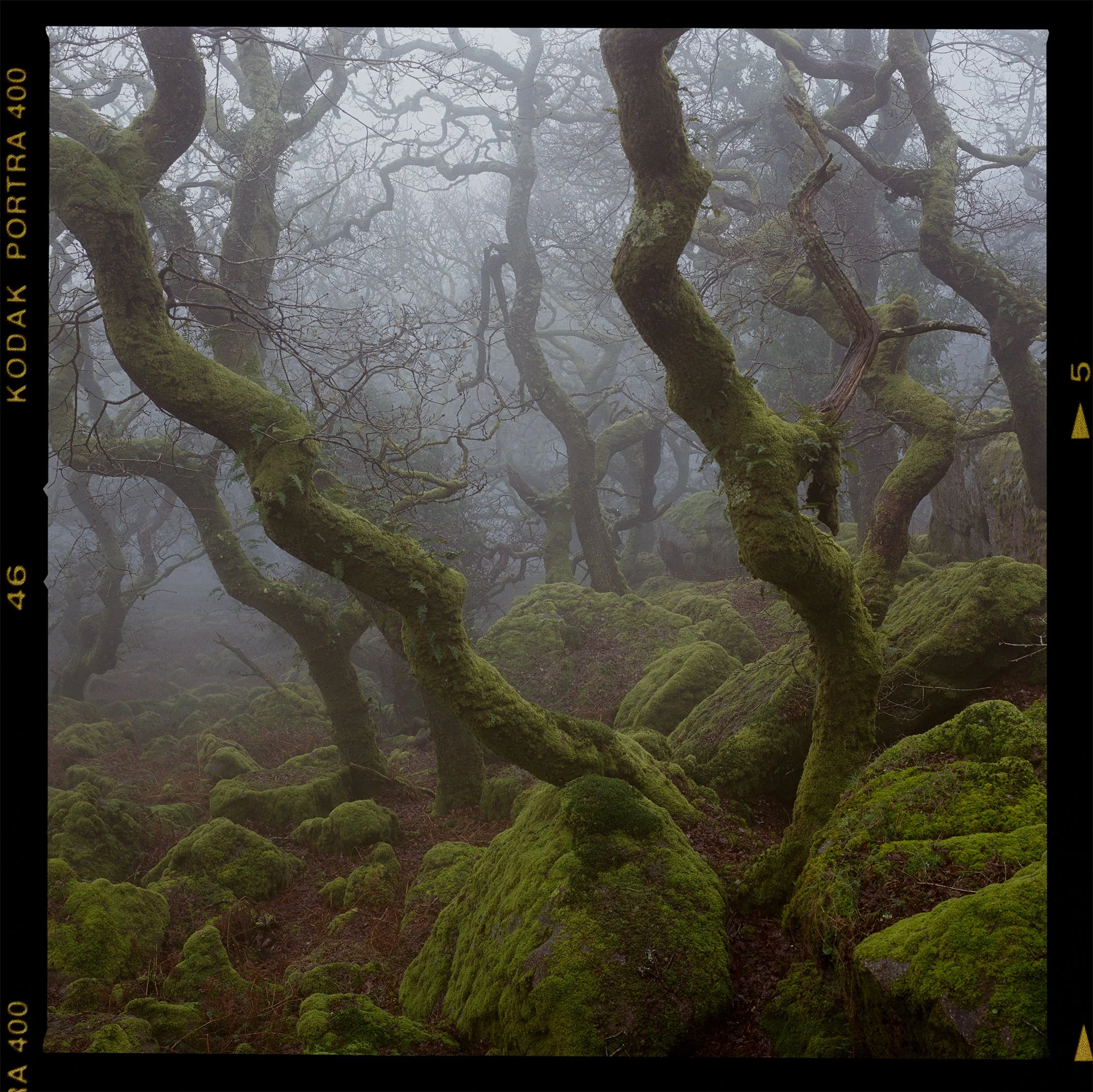 Portra 400 woodland 1.jpg