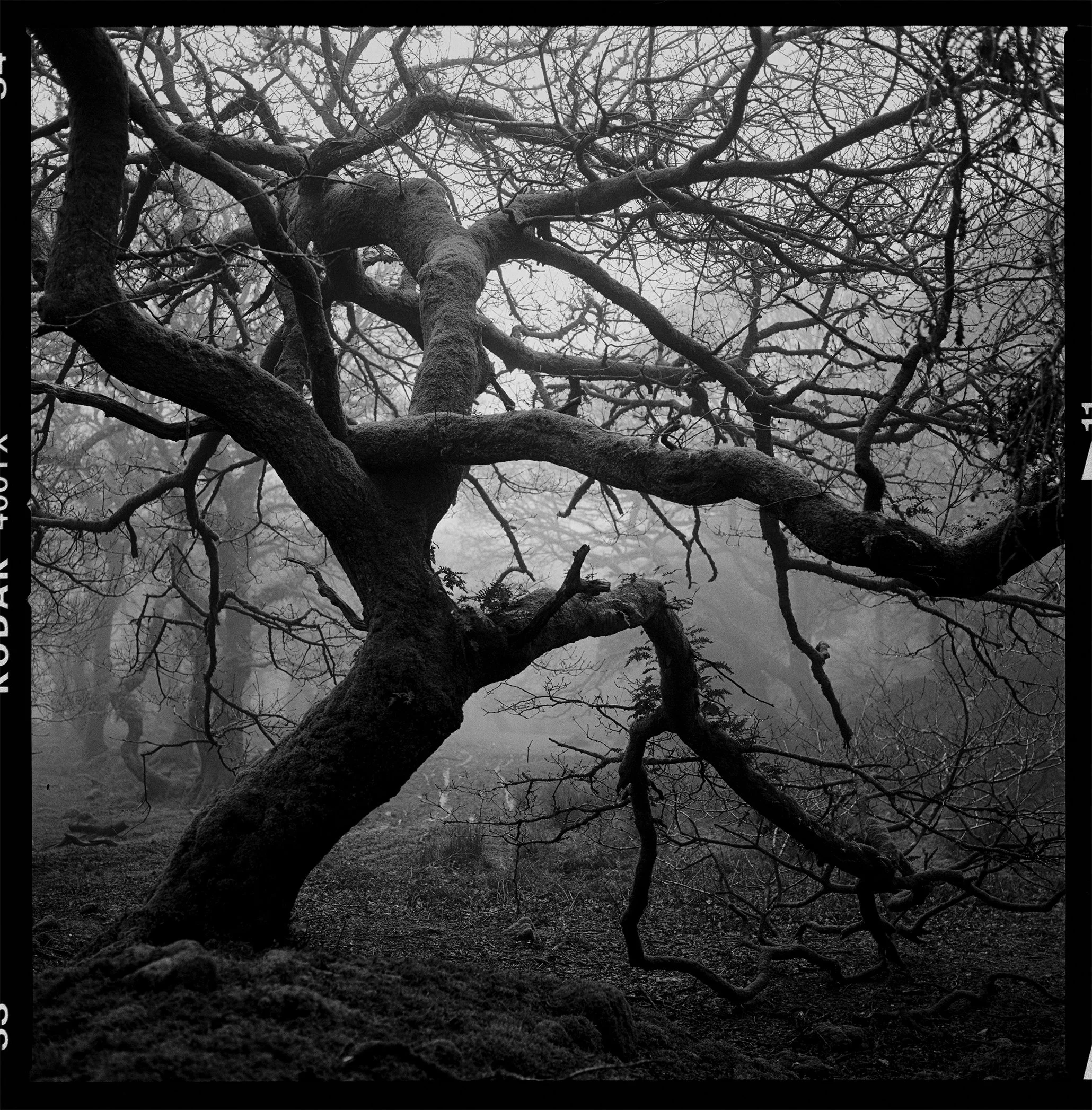 Kodak TX 3.jpg