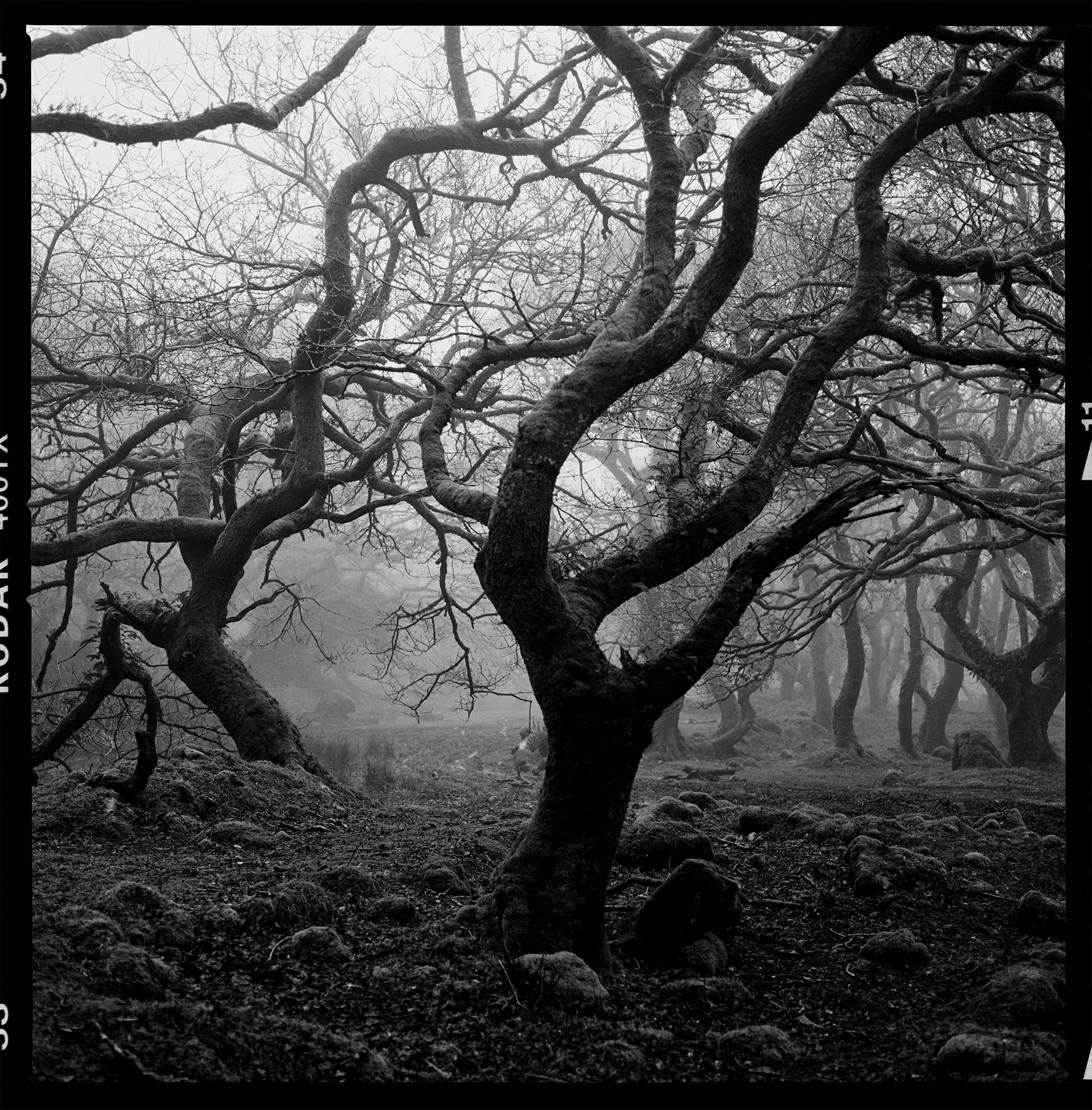 Kodak TX 4.jpg