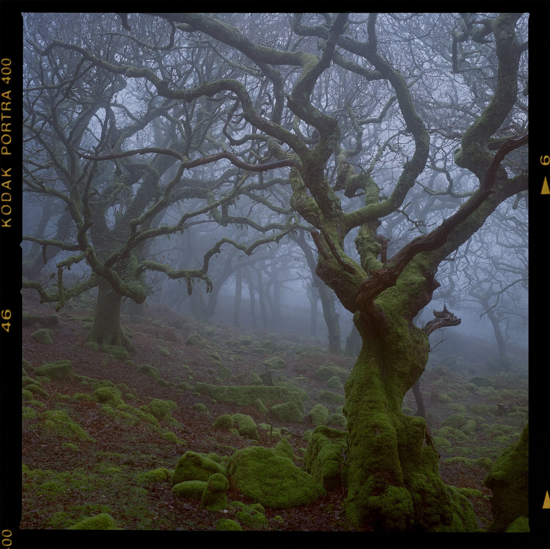 Portra 400 woodland 2.jpg