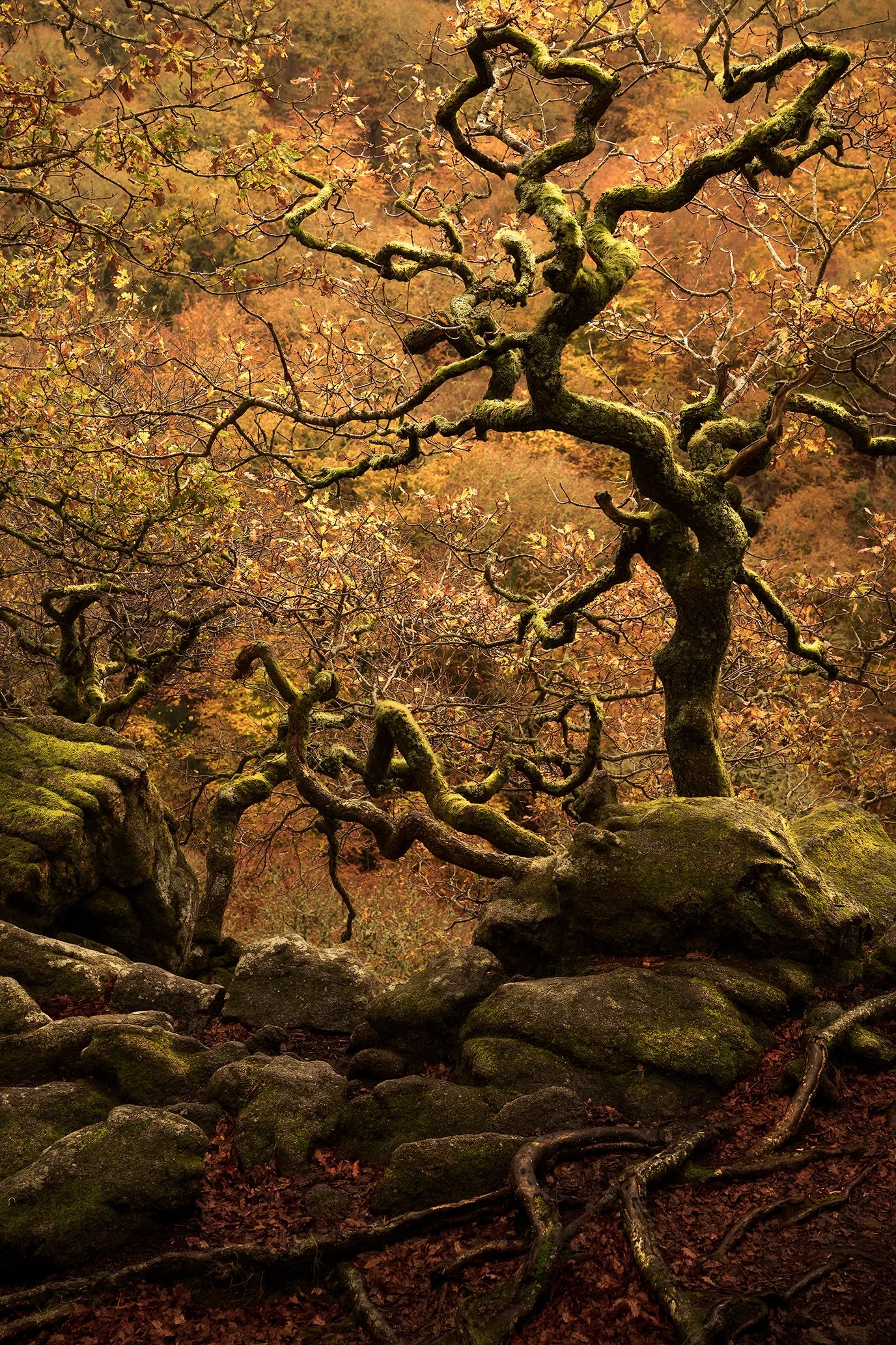 DSC_2329-Edit.jpg