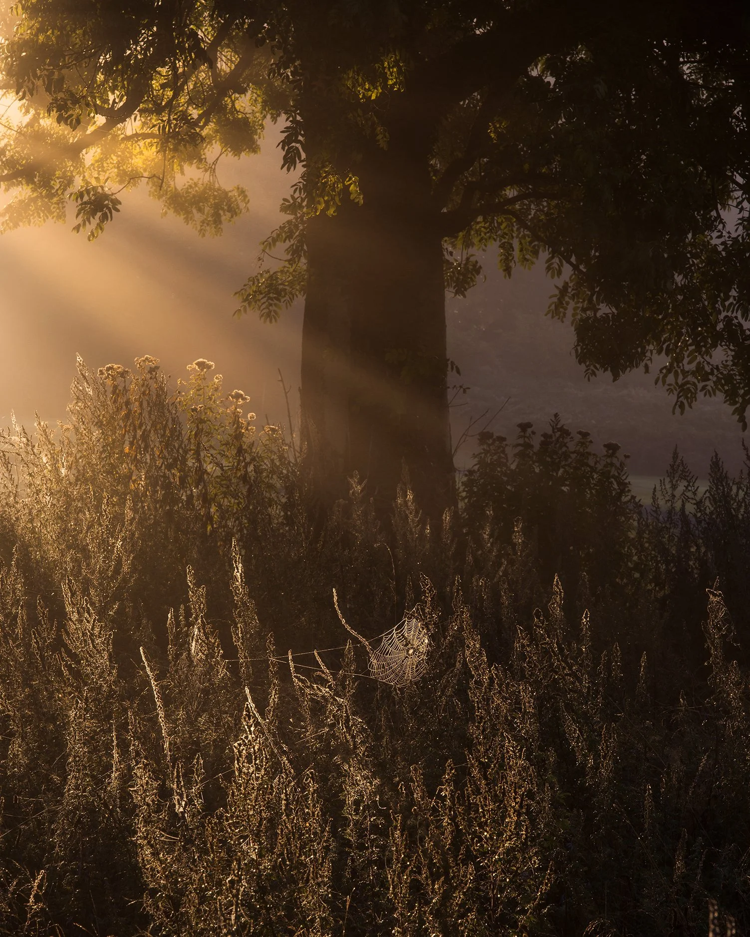 B0002674-Edit.jpg