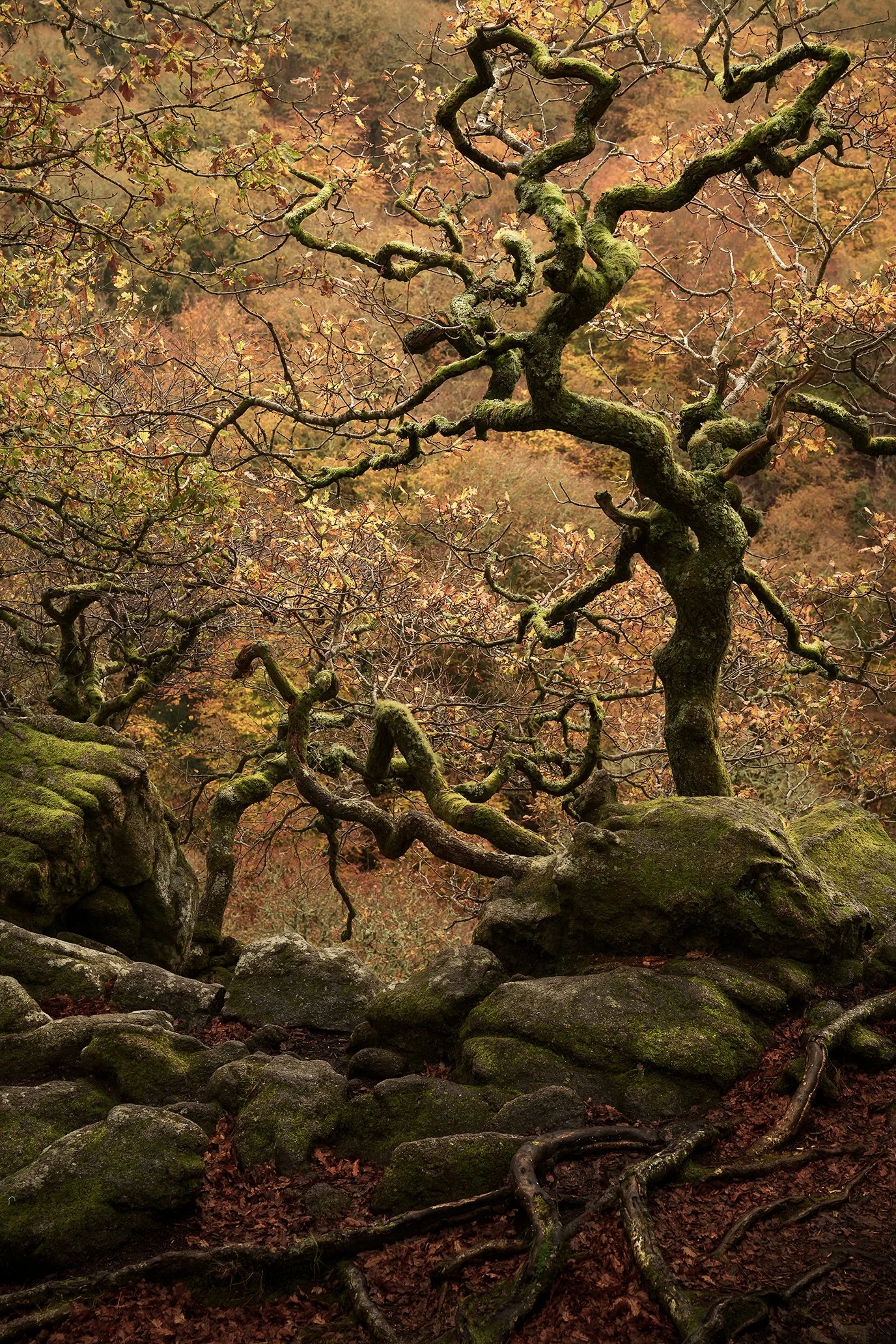DSC_2329-Edit.jpg
