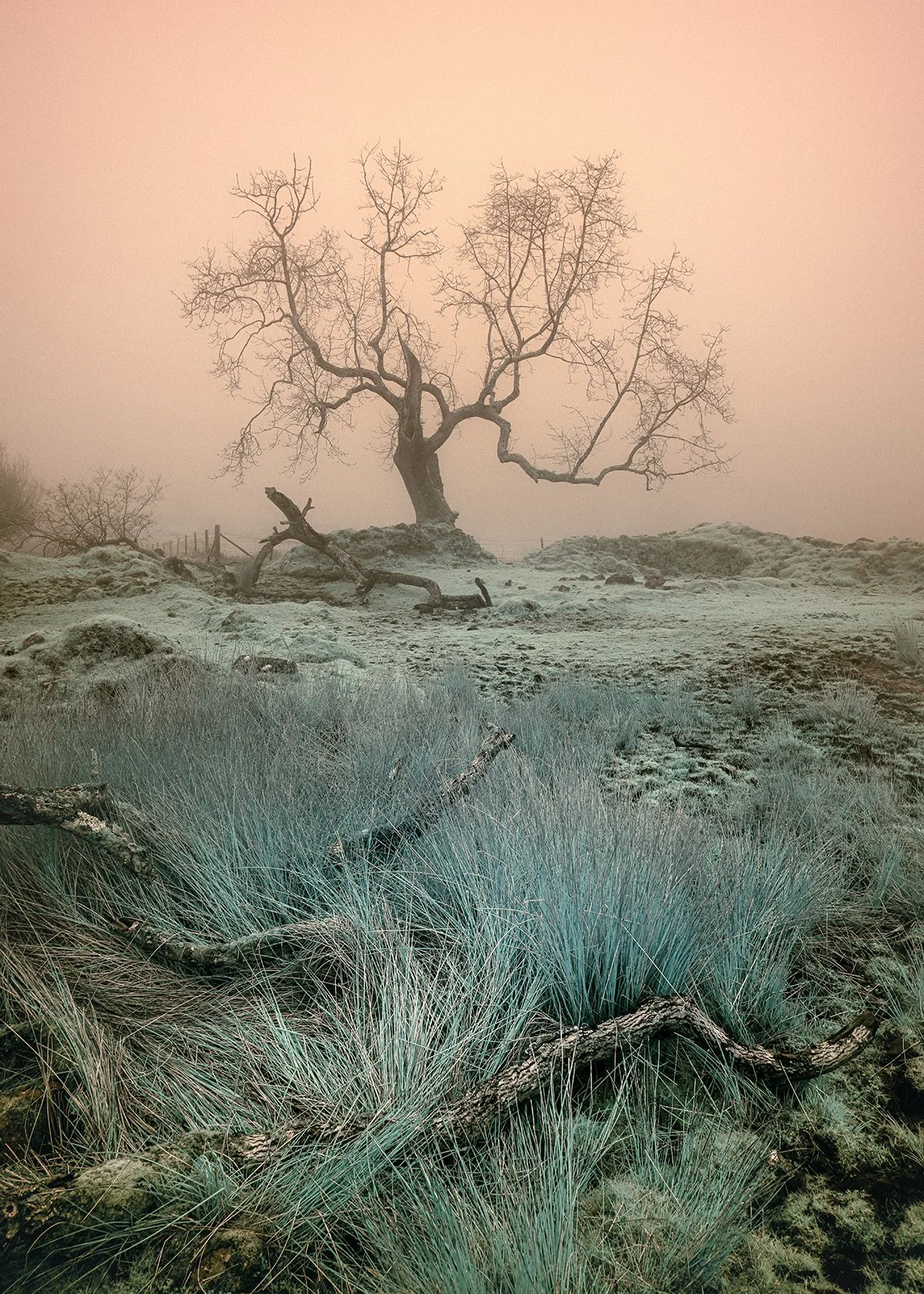 DSC_2221-Edit.jpg